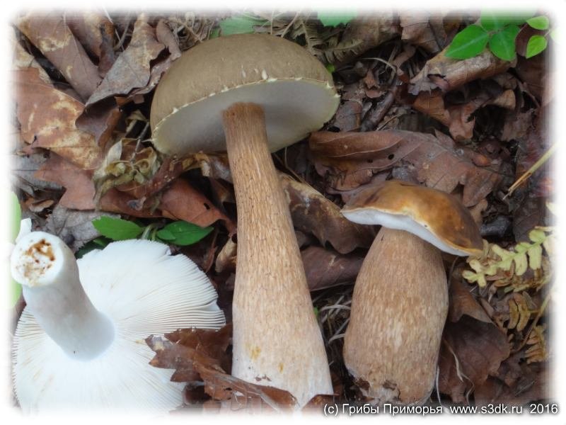 Белые грибы Приморья. Древесный гриб чешуйчатый пестрец.