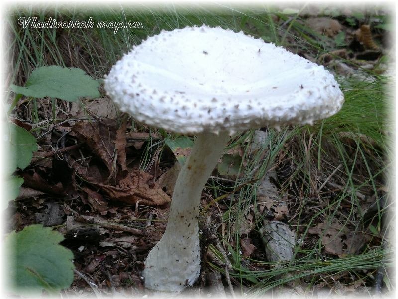 Фотографии грибов 2014 грибного сезона.