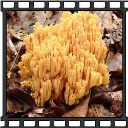 Съедобные грибы фото. Кораллы.
