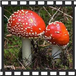 Мухомор красный (Amanita muscaria). Всем известный мухомор – ядовитый и психотропный базидиальный гриб. Растет в северном полушарии, но также был ввезен и в страны южного полушария, сначала как симбионт в хвойных лесах, а затем и как полноценный вид. Красная шапка с белыми точками – кому не известен мухомор? Это один из самых узнаваемых грибов в мире. Хотя мухомор считают ядовитым, подтвержденных случаев отравления мухоморами нет, а в некоторых частях Европы, Азии и Северной Америки его и вовсе едят после бланширования. Мухомор обладает галлюциногенными свойствами, его главный психотропный компонент – это мусцимол. Некоторые народы Сибири используют его как энтеоген, и он имеет большое религиозное значение в этих культурах.