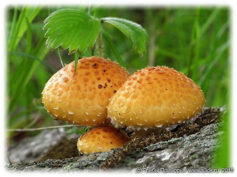 Июльские грибы Приморья. 