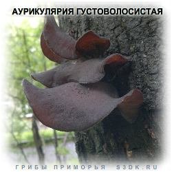 АУРИКУЛЯРИЯ ГУСТОВОЛОСИСТАЯ - Ядовитые грибы.
