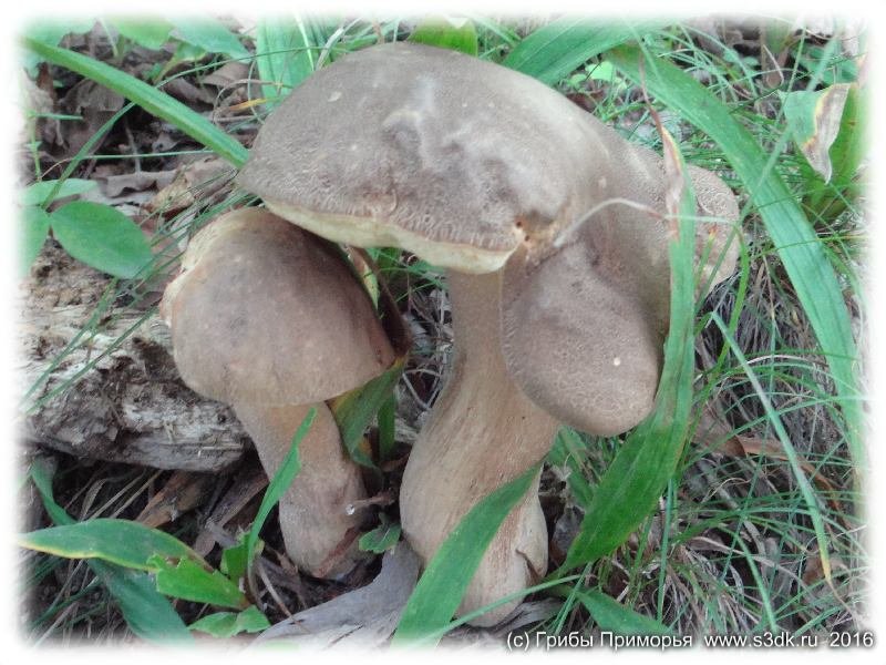 Белые грибы