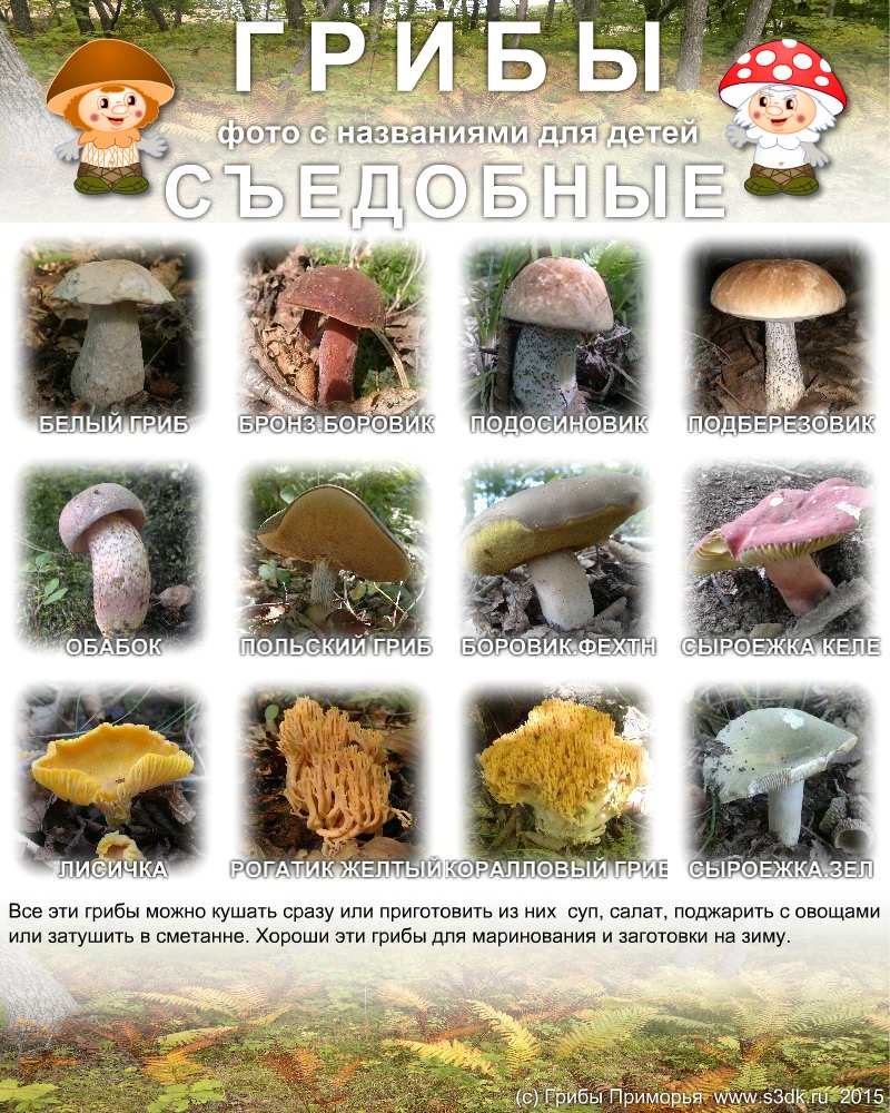 Грибы фото с названиями для детей. Съедобные грибы Дальнего востока.