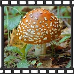Мухомор. Ядовитые грибы.Несъедобные грибы фото.
