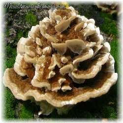 Несъедобные грибы фото и название и описание.